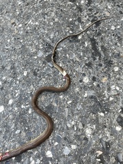 Mastigodryas boddaerti