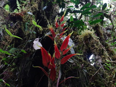 Salpichlaena volubilis