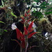 Salpichlaena volubilis - Photo (c) Daniel A. Monsalve Ortiz, algunos derechos reservados (CC BY), subido por Daniel A. Monsalve Ortiz