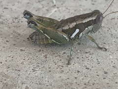 Paraidemona