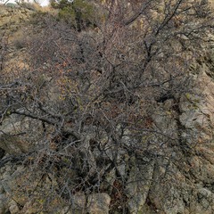 Prunus fremontii