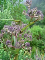 Eryngium glaziovianum