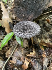 Strobilomyces confusus