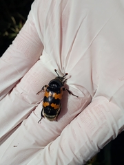 Nicrophorus vespillo