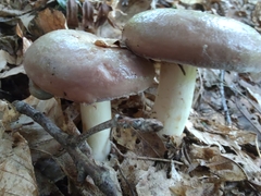 Lactarius argillaceifolius