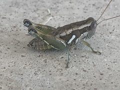 Paraidemona