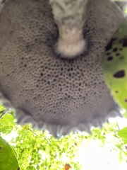 Strobilomyces confusus