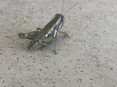 Paraidemona