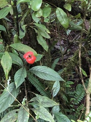 Palicourea tomentosa