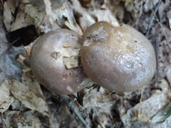 Lactarius argillaceifolius