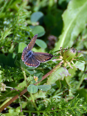 Polyommatus