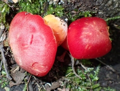 Hygrocybe punicea