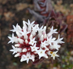 Crassula alpestris