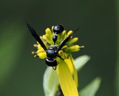 Zethus spinipes spinipes