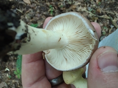 Lactarius argillaceifolius