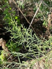Baccharis neglecta