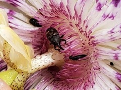Glyptobaris lecontei
