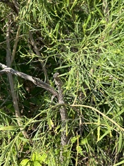 Baccharis neglecta