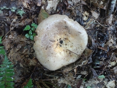 Lactarius argillaceifolius