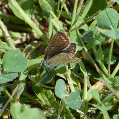 Polyommatus