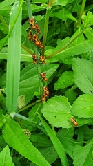 Oncopeltus guttaloides