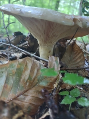 Lactarius argillaceifolius