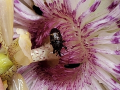 Glyptobaris lecontei