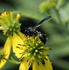 Zethus spinipes spinipes