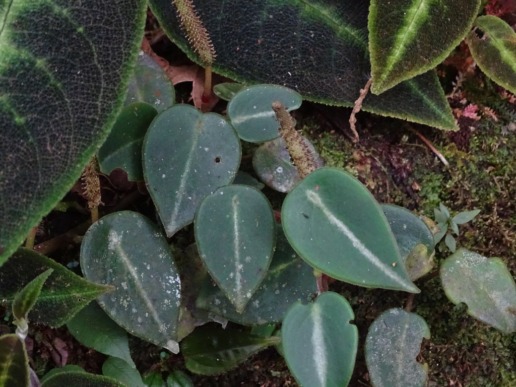 Peperomia eburnea
