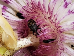 Glyptobaris lecontei