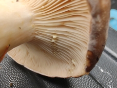 Lactarius argillaceifolius
