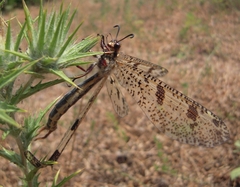 Palpares libelluloides