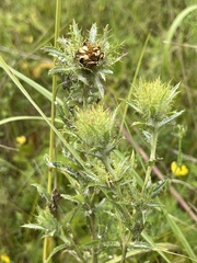 Carlina biebersteinii
