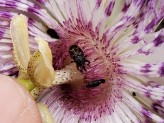 Glyptobaris lecontei