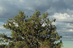 Buteo jamaicensis calurus
