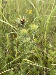 Carlina biebersteinii