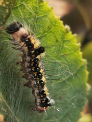 Acronicta tridens