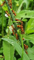 Oncopeltus guttaloides