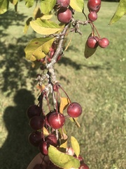 Malus prunifolia