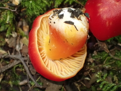 Hygrocybe punicea