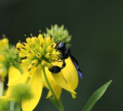 Zethus spinipes spinipes