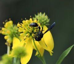 Zethus spinipes spinipes