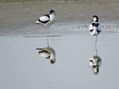 Recurvirostra avosetta