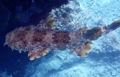 Ornate Wobbegong photo 5