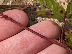 Rubus hispidus