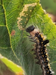 Acronicta tridens