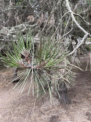 Pinus radiata