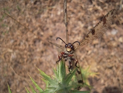 Palpares libelluloides