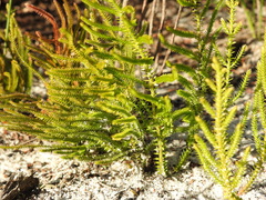 Selaginella uliginosa