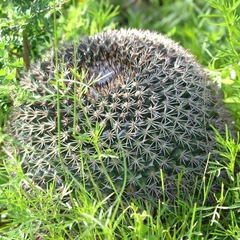 Mammillaria grusonii